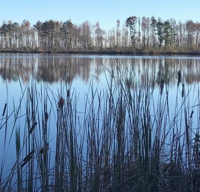 Wetland habitat for waterfowl