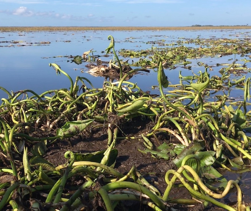 Hydrilla