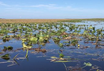 aquatic vegetation-1